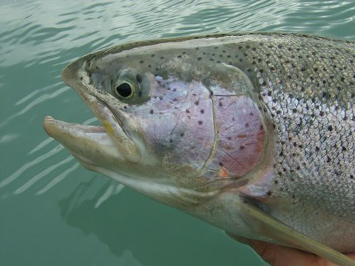 Kenai River Rainbow Beauty