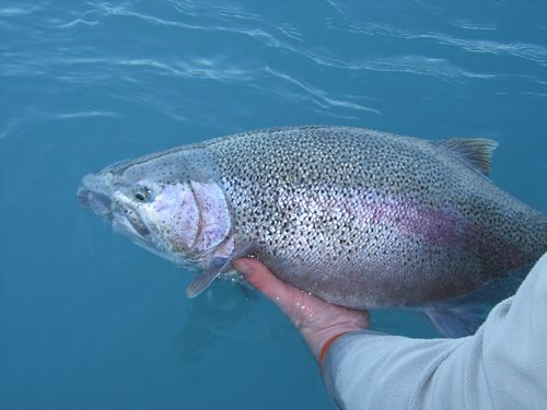 Releasing a Kenai River Trophy Rainbow Trout
