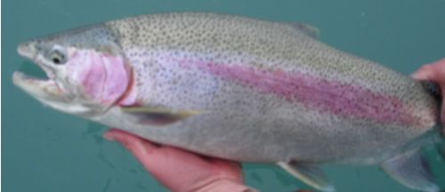 Catch & Release Rainbow Trout fishing on the Kenai River