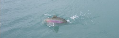 Kenai River fall Rainbow Trout fishing