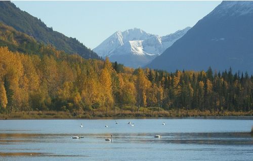 Trumpeter Swans in Alaska Fall