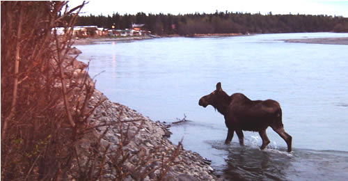 Cow moose crossing the Kenai River onto the Kenai Riverfront Resort shore