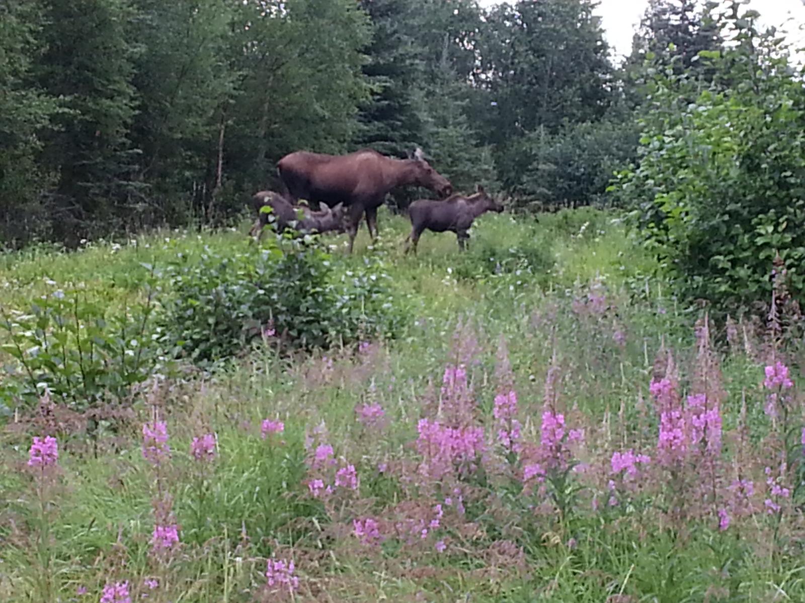 Mama Moose & Calves in a field of Fireweed, August 2010