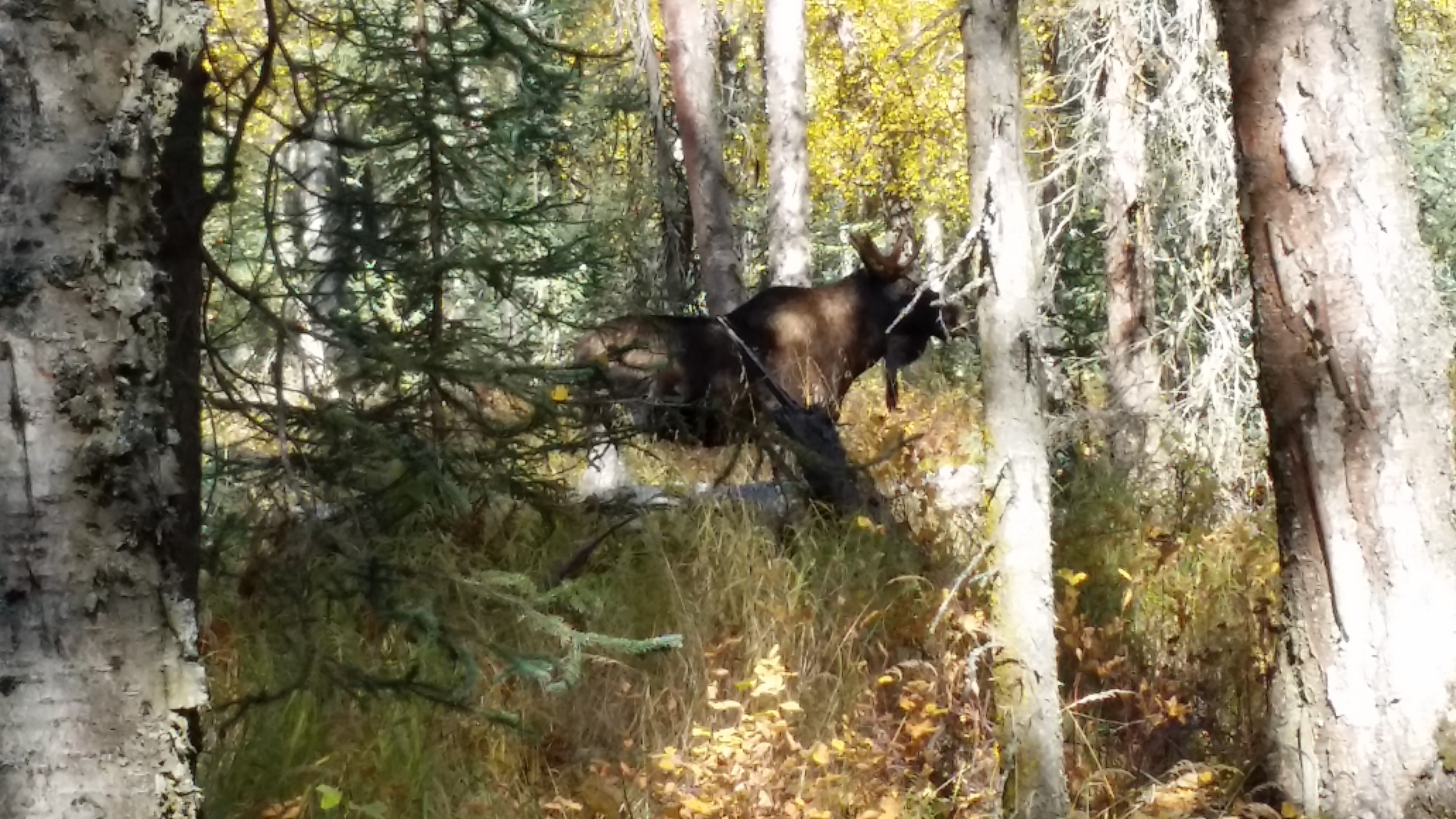 Small Bull Moose