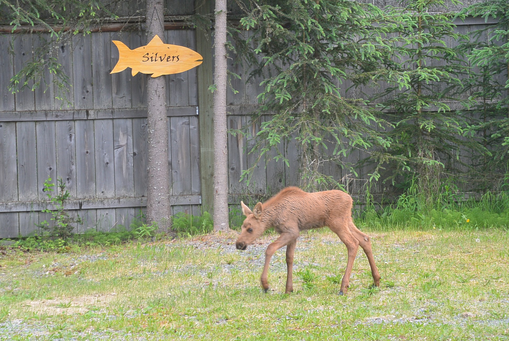 Silvers Moose Calf